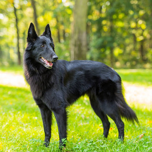 3 Best Brushes for Belgian Sheepdog: The Complete Grooming Guide