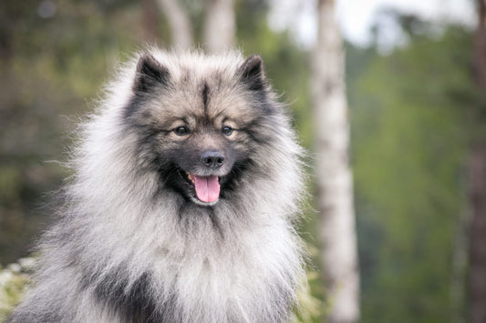 3 Best Brushes for Keeshonds: The Complete Grooming Guide