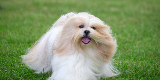 3 Best Dog Brushes for Lhasa Apsos (And How to Keep Their Coat Mat-Free)