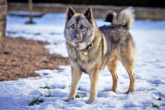 3 Best Brushes for Norwegian Elkhounds: The Complete Grooming Guide