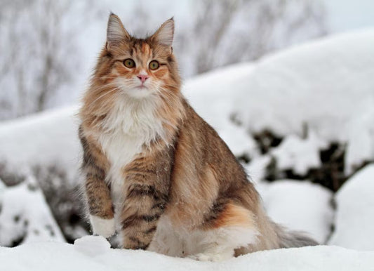 3 Best Cat Brushes for Norwegian Forest Cats