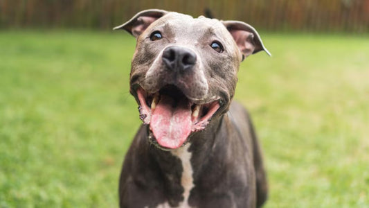 3 Best Brushes for American Pit Bull Terriers (Complete Grooming Guide)