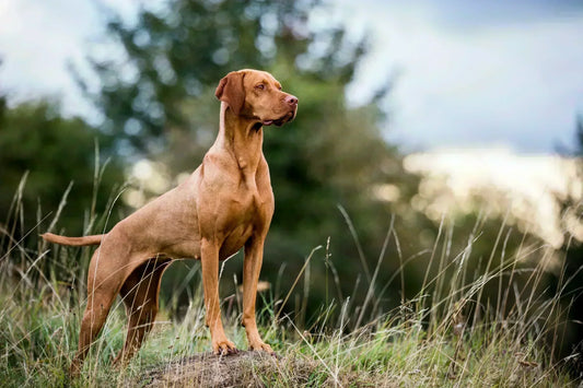 3 Best Brushes for Vizslas (Complete Grooming Guide)
