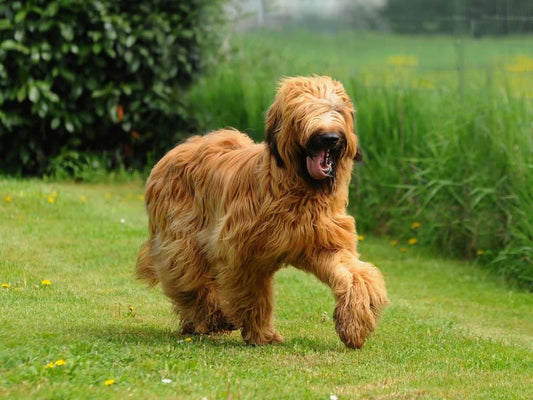 3 Best Brushes for Briard Dogs (And How to Groom Their Long Coats at Home)