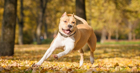 3 Best Brushes for American Staffordshire Terriers (Smooth Coat): The Complete Grooming Guide