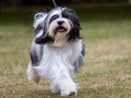 3 Best Brushes for Tibetan Terrier Coats (And How to Use Them)