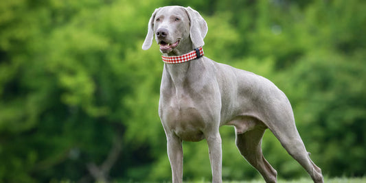 3 Best Brushes for Weimaraners (Complete Grooming Guide)