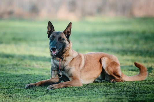 3 Best Brushes for Belgian Malinois: The Complete Grooming Guide