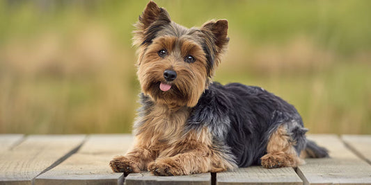3 Best Brushes for Yorkshire Terriers: The Complete Grooming Guide