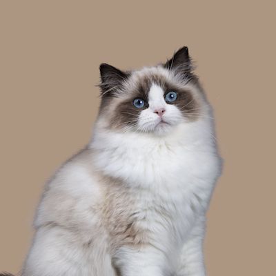 Cat Grooming Tools - Long Hair and Short Hair - Freshly Bailey