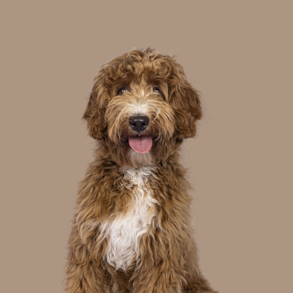 goldendoodle
