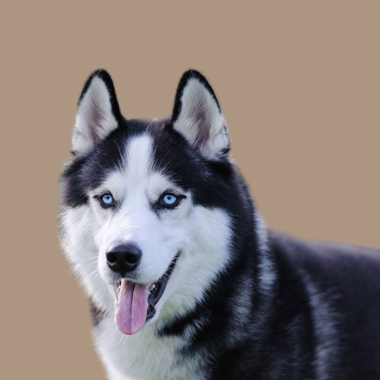 Deshedding Tools for Cats and Dogs