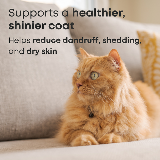 Omega 3 Fish Oil for Cats