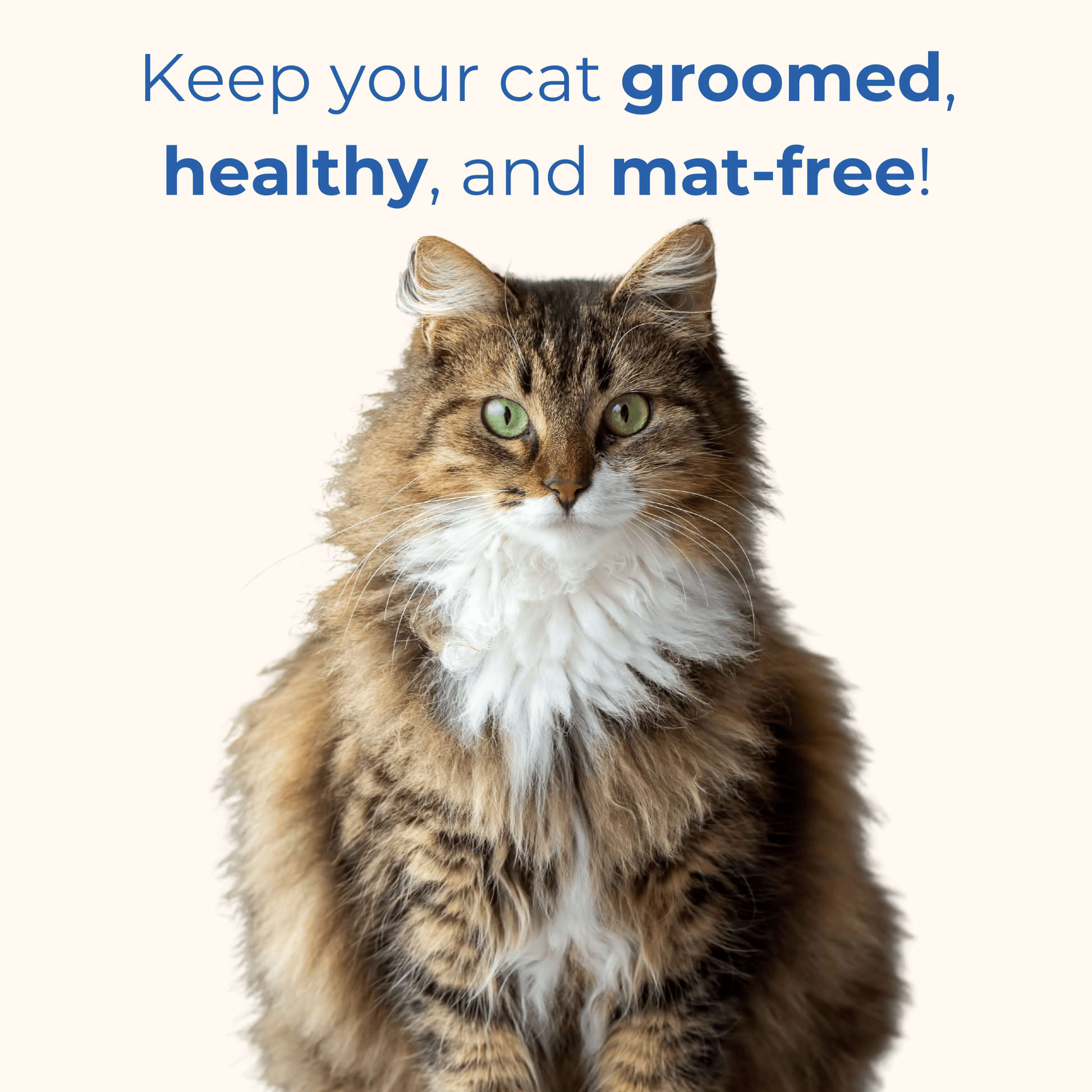 Cat looking to front - Keep your cat groomed, healthy and mat free