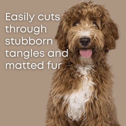 grooming a golden doodle with dematting comb for dogs