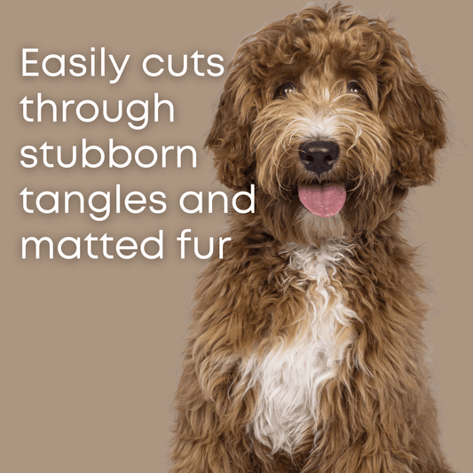 grooming a golden doodle with dematting comb for dogs